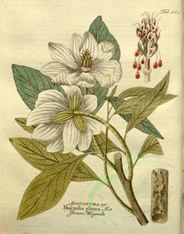 white_flowers-00792 - magnolia glauca [2650x3374]