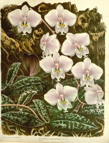 white_flowers-01018 - phalaenopsis schilleriana [3677x4811]