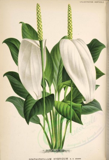 white_flowers-01276 - spathiphyllum hybridum [4082x6014]