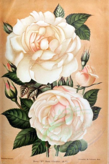 white_flowers-01338 - 004-Rose - Rene Oberthur [2033x3053]