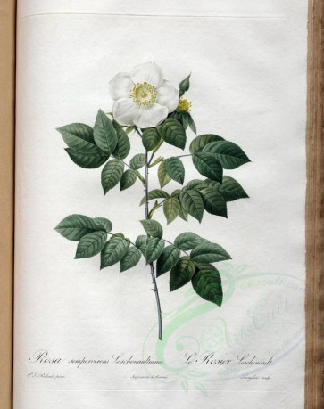 white_flowers-01382 - rosa sempervirens leschenaultiana [3400x4300]