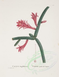 Redoute-00259 - cactus flagilliformis [3465x4508]