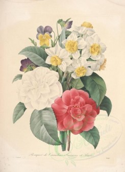 Redoute-00323 - camellia, narcissus, pensees [4718x6476]