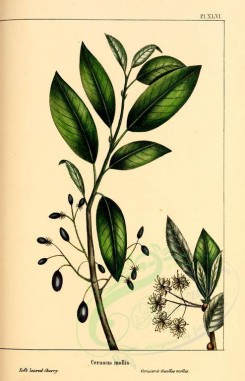 Redoute-00517 - Soft leaved Cherry, cerasus mollis [2218x3442]