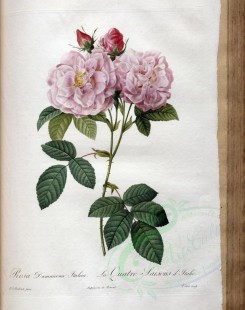 Redoute-01335 - rosa damascena italica [3400x4300]