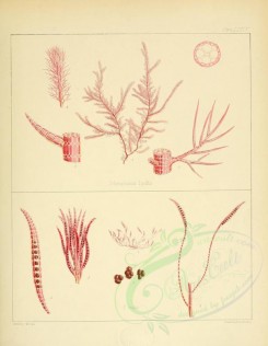 algae-00022 - polysiphonia lyallii, polysiphonia rudis [2598x3352]