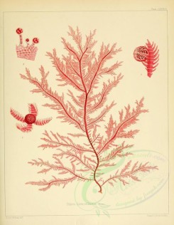 algae-00023 - ptilota formosissima [2598x3352]