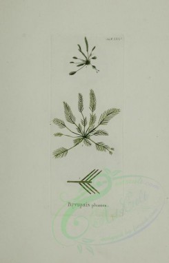 algae-00032 - bryopsis plumosa [2419x3767]