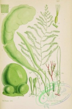 algae-00097 - 014-sporochnus pendunculatus, codium bursa, enteromorpha intestinalis, calothrix confervicola