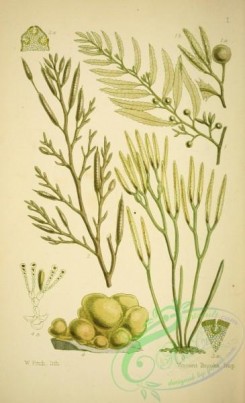 algae-00100 - 001-sargassum vulgare, halidrys siliquosa, pycnophycus tuberculatus, leathesia tuberiformis