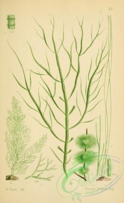 algae-00114 - 015-striaria attenuata, cladophora laetevirens, cladophora lanosa, chaetomorpha melagonium