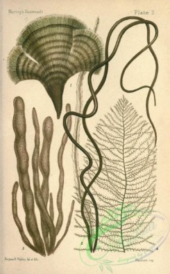 algae-00117 - 002-padina pavonia, chorda filum, asperococcus echinatus, sporochnus pedunculatus