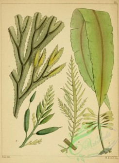 algae-00124 - 001-fucus serratus, halidrys siliquosa, desmarestia ligulata, alaria esculenta