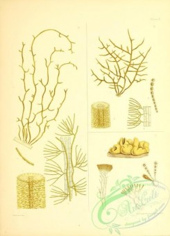 algae-00601 - 010-mesogloia zosterae, mesogloia virescens, leathesia tuberiformis