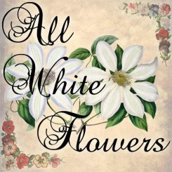all white flowers