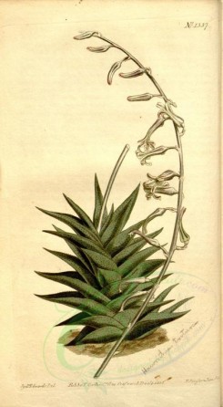 aloe-00025 - 1337-aloe rigida, Stiff-leaved Aloe [1853x3367]