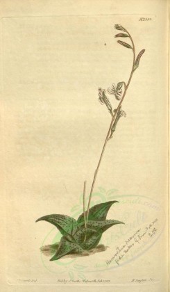 aloe-00030 - 1353-aloe recurva, Recurved Aloe [1910x3272]