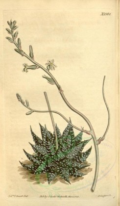 aloe-00033 - 1360-aloe margaritifera minima, Least Pearl-Aloe [1910x3272]