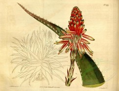 aloe-00041 - 1474-aloe soccotrina purpurascens, Largest Soccotrine Aloe [4351x3311]