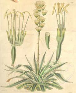 aloe-00048 - 3654-agave americana foliis variegatis, Great American Aloe with variegated leaves [3182x3898]
