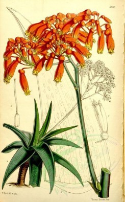 aloe-00049 - 5210-aloe albo-cincta, White-margined Aloe [2162x3487]