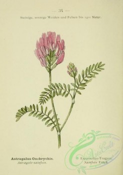 alpine_plants-00517 - 035-Sainfoin Vetch, astragalus onobrychis