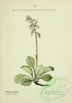 alpine_plants-00522 - 040-Lesser Wintergreen, pirola minor