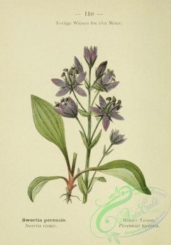 alpine_plants-00593 - 111-Perennial Swertia, swertia perennis
