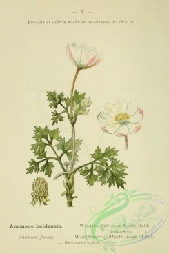 alpine_plants-00631 - 005-Windflower of Monte Baldo, anemone baldensis