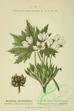 alpine_plants-00633 - 007-Narcissus-flowered Anemony, anemone narcissiflora
