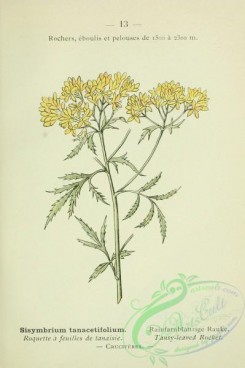 alpine_plants-00640 - 014-Tansy-leaved Rocket, sisymbrium tanacetifolium