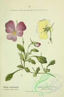 alpine_plants-00642 - 016-Alpine Pansy, viola calcarata
