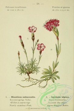 alpine_plants-00645 - 019-dianthus subacaulis, Alpine Ragged Robin, lychnis alpina
