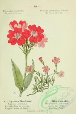 alpine_plants-00646 - 020-Ragged Robin of Jupiter, lychnis flos-jovis, Cushion Pink, silene acaulis
