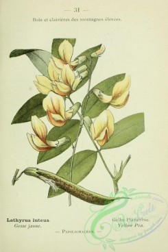 alpine_plants-00658 - 032-Yellow Pea, lathyrus luteus