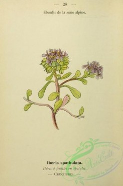 alpine_plants-00861 - 028-iberis spathulata