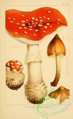 amanita-00011 - Fly Agaric, Conic Lawn Mushroom