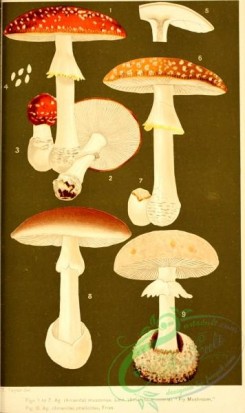 amanita-00061 - Fly Mushroom, amanita muscarius, amanita muscaria, amanita phalloides
