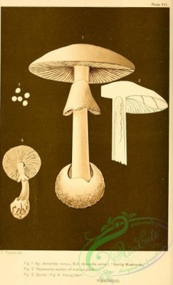 amanita-00063 - Spring Mushroom, amanita vernus, amanita verna