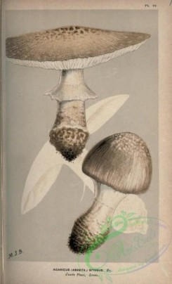 amanita-00094 - agaricus (amanita) spissus