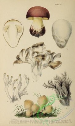 amanita-00131 - 016-amanita caesarea, boletus romanus, polyporus frondosus, clavaria rugosa, clavaria cinerea, lycoperdon plumbeum