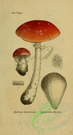 amanita-00152 - agaricus muscarius, amanita muscaria, lycoperdon bovista