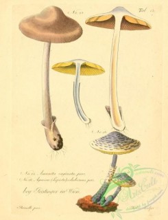 amanita-00176 - amanita vaginata, agaricus (lepiota) colubrinus