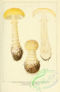 amanita-00227 - 015-Fly-Mushroom, amanita muscaria