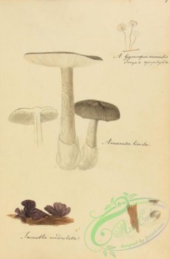 amanita-00241 - amanita livida, tremella undulata