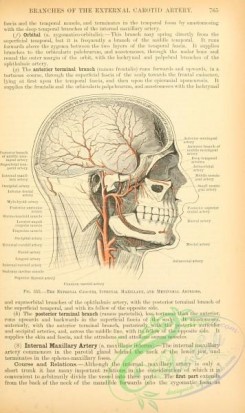 anatomy-00264 - 233