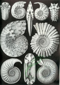 animals_collages-00005 - Ammonitida [2284x3244]