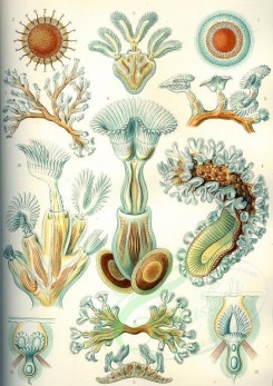 animals_collages-00023 - Bryozoa [2323x3289]