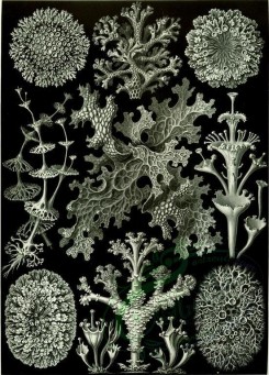 animals_collages-00071 - Lichenes [2364x3294]
