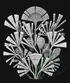 animals_collages-00072 - Licmophora_flabellata-Haeckel [600x712]